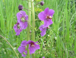 VKP Santon – Hrubá skála