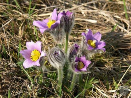 VKP Santon – Hrubá skála